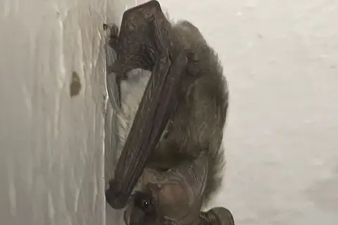 Gaisler's long-eared bat