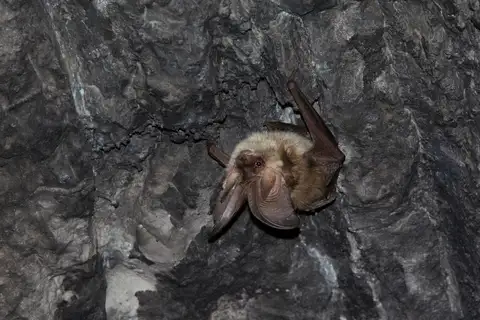 Kolombatovic's long-eared bat