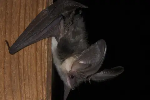 Mountain Long-eared Bat