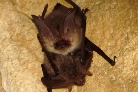 Ognev's Long-eared Bat