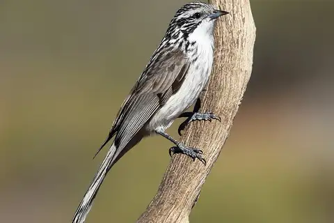 Striped Honeyeater