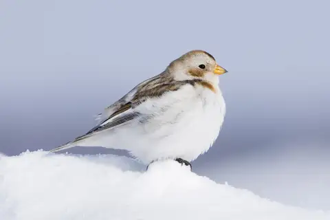 Snow Bunting