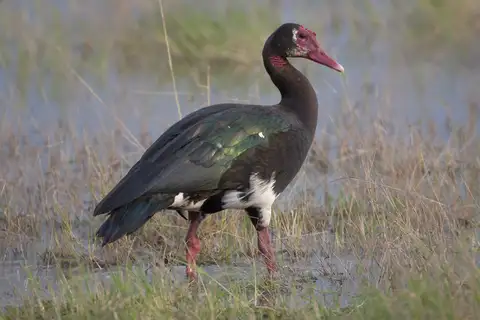 Spur-winged Goose