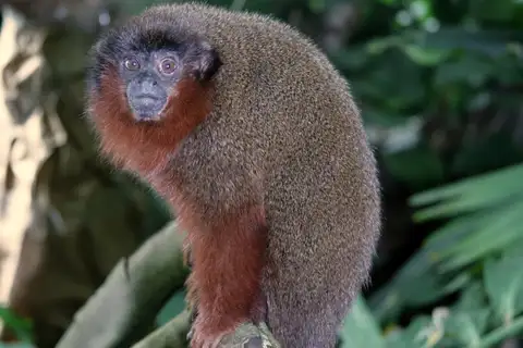 Brown Titi