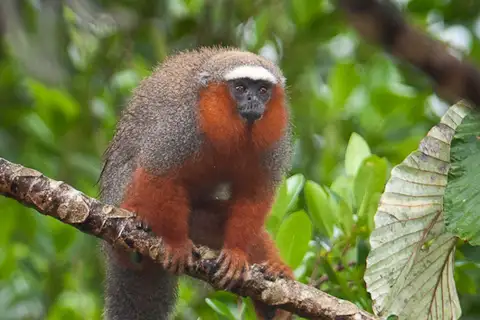 White-tailed Titi