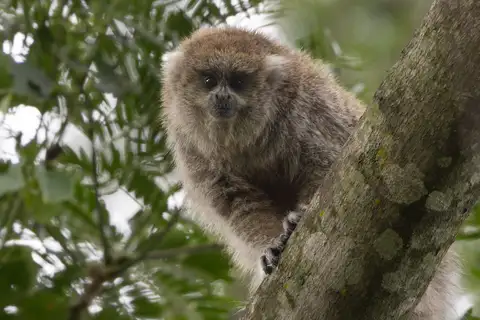 Bolivian Gray Titi