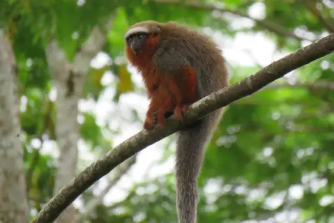 Ornate Titi