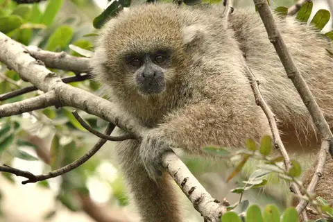 Pale Titi