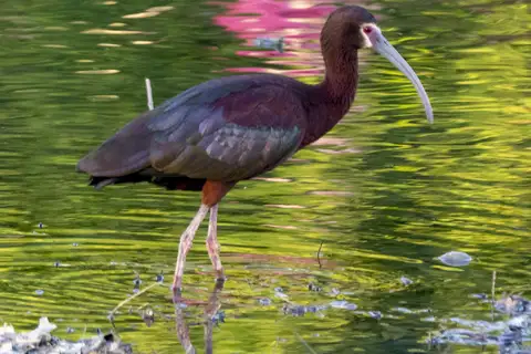 White-faced Ibis
