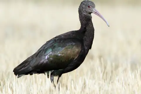 Puna Ibis
