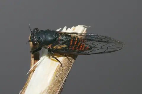 Neon Ambertail