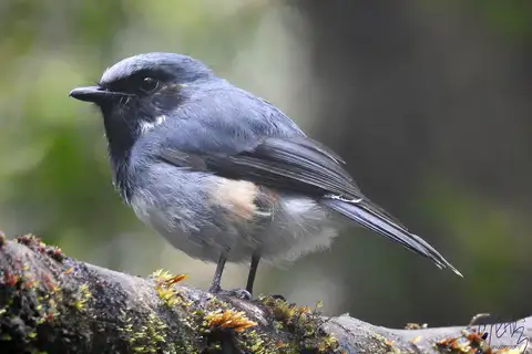 Black-throated Robin