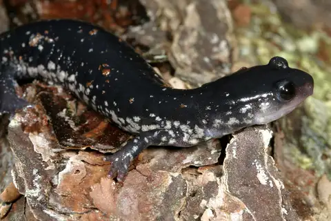 Northern Slimy Salamander