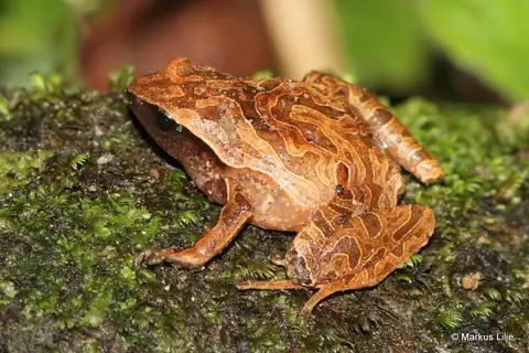 Malagasy Climbing Rain Frog