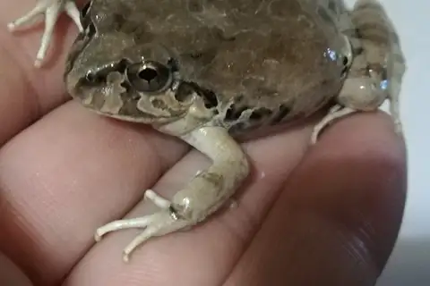 Rufous Four-eyed Frog