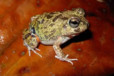 Colombian Four-eyed Frog