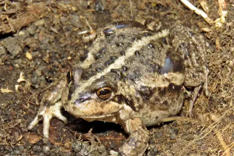 Large Four-eyed Frog