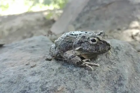 Juliaca four-eyed frog