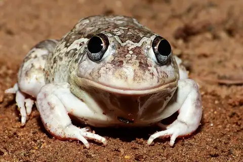 Peters' Four-eyed Frog