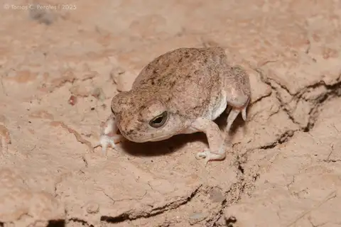 Guayapa's Four-eyed Frog