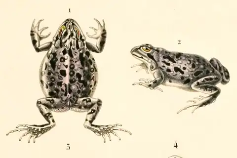 Marbled Four-eyed Frog