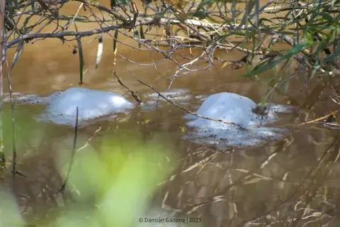 Mendoza four-eyed frog