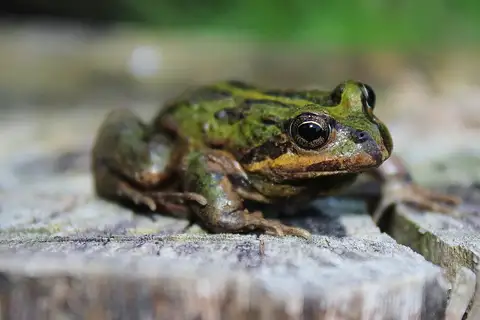 Chilean Four-eyed Frog