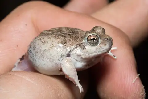 Tucumán four-eyed frog