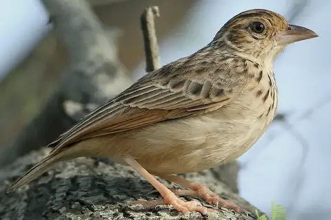Jerdon's Bush Lark
