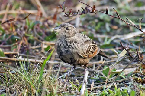 Bengal Bush Lark