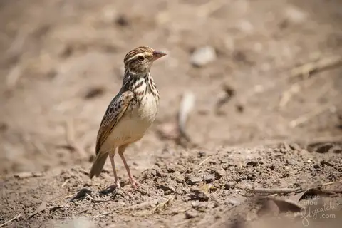 Indochinese Bush Lark
