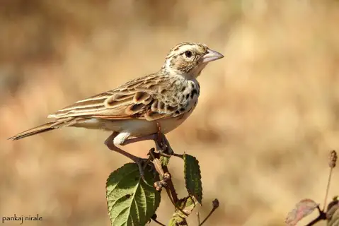 Indian Bush Lark