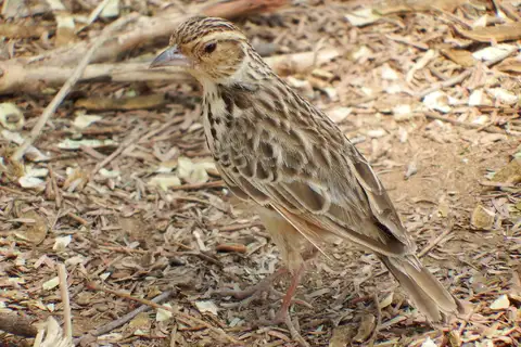 Burmese Bush Lark