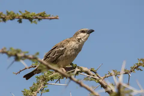 Donaldson Smith's Sparrow-Weaver