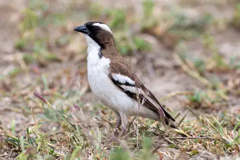 White-browed Sparrow-Weaver
