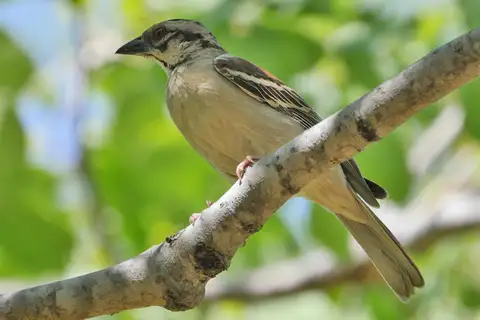 Chestnut-backed Sparrow-Weaver