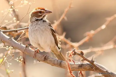 Chestnut-crowned Sparrow-Weaver