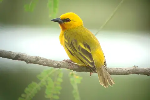 Orange Weaver
