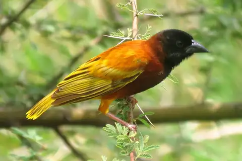 Cinnamon Weaver