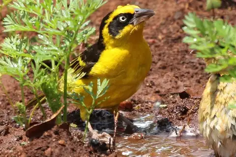 Baglafecht Weaver