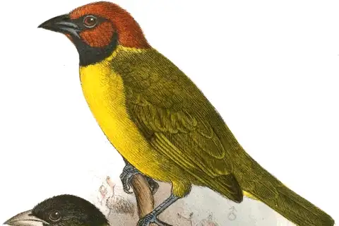 Bates's Weaver