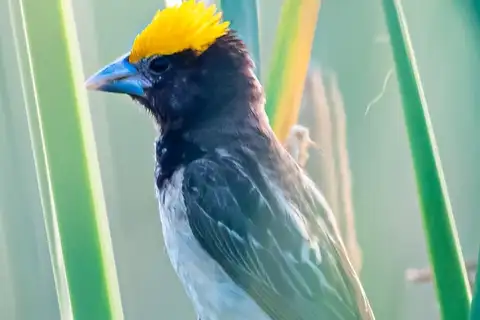 Black-breasted Weaver