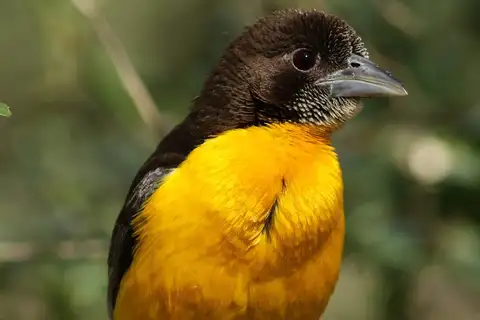 Dark-backed Weaver
