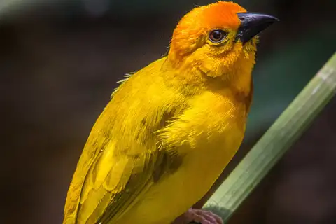 Golden Palm Weaver