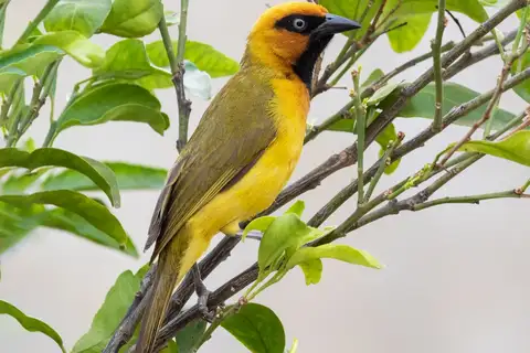Olive-naped Weaver