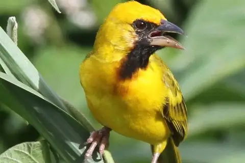 Kilombero Weaver