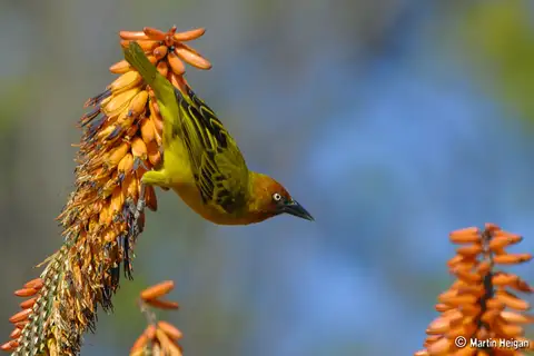 Cape Weaver
