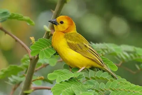Taveta Weaver