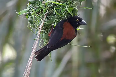 Chestnut-and-black Weaver