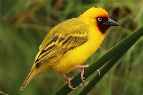 Northern Brown-throated Weaver